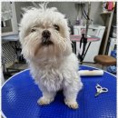 The빛나개 | 인제애견호텔 반려견과 함께 더 행복해지는 THE빛나개 애견샵 리뷰