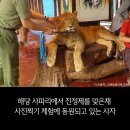 서울대공원 침팬지를 동남아 동물학대 동물원으로 보낸다하오 ㅠㅠ 이미지