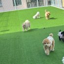 부산애견호텔 댕스스쿨 이미지