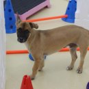 감자국댕치원 이미지