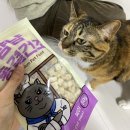 댕댕이냥냥 | 우다다냥이 :: 기호성 좋은 고양이간식 강아지간식 냥냥식당 냠냠 동결건조간식 뜯자마자 우다다 뛰게 돼