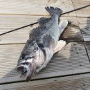 장고항바다 좌대낚시터 이미지