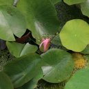 안동화련 이미지