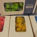 디펜스모스11가지색-순록이끼절대물안주는천연가습공기정화 이미지