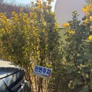 상촌면 간이화장실(초록마을 앞) | 인천 강화군 | 서울 근교 인스타 감성 | 숲속의 작은 마을 | 내돈내산 | 어반티지 글램핑 카라반 펜션