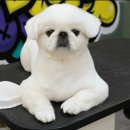 도그핏애견샵 이미지