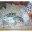 구로-구로-구로-1211 이미지