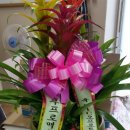 모노덴트 이미지