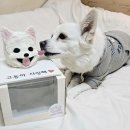 푸플리 케이크 | 강아지생일케이크 추천 &#39;푸플리케이크&#39; 강아지생일파티 용품 강아지얼굴케이크