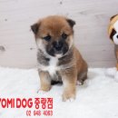 황애견 네이버블로그