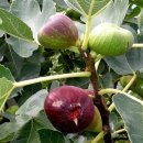 김광수농장 이미지