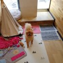 해피펫클럽 이미지