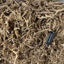 자연산약초 이미지