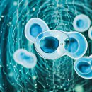 가메조네 이미지