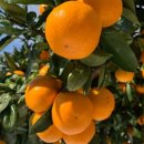 까미농장 이미지