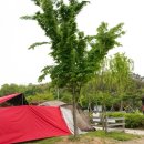 곰개나루터화장실(웅포캠핑장) 이미지