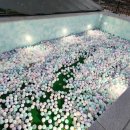 도그버디 이미지