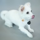 옐레드 애견유치원 & 애견호텔 대전노은점 이미지