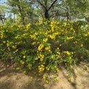 노적봉사거리 | 안산 성호공원에서 겹벚꽃 만끽한 후기, 가족, 커플 모두에게 딱!