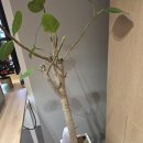 KT대리점 앞 이미지