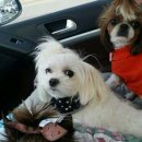 미자애견 이미지