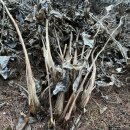 명이농장 이미지