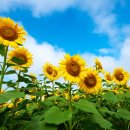 대지영농조합법인 이미지