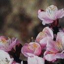 살구숲한의원 이미지