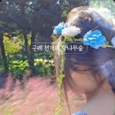 천개의향나무숲정원 네이버블로그