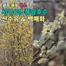 풍암호수작은도서관 | 광주광역시 봄꽃 명소, 서구 8경 풍암호수공원 산수유 백매화 힐링 산책