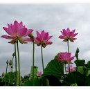 연꽃테마파크 Daum카페