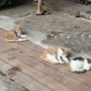 더뷰(2) | 피피섬 리조트 피피더비치리조트 오션뷰 그랜드 디럭스 2박 후기