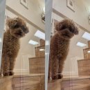 자연대로 | 영종도 애견동반 숙소🐶| 블루오션 레지던스 호텔 복층 감성 숙소 후기