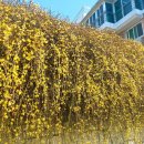 안덕벌문화식당 이미지