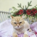 블링블링펫미용 이미지