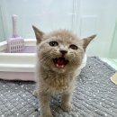 새로이동물병원 이미지