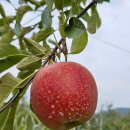 문경사과꽃팜스테이 | 문경 감홍 사과 직거래 싸게 사는 법 5kg 3kg 못난이