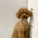 전설의 그루밍 이미지