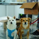 22년졸업 땅콩 &amp; 24년졸업 단밤 근황이예여 이미지