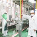 보성녹돈(녹차먹인돼지) 이미지