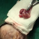 장현 동물병원 이미지