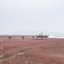 석모도바람길 | 강화도 가을 가볼만한곳, 석모도 칠면초 군락지 바다단풍