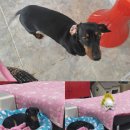 강이네펫샵 이미지