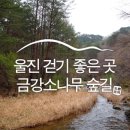 왕산2리 | 울진 걷기 좋은 길, 소광리 황장봉계 표석과 금강소나무 숲길 :: 울진 가볼 만한 곳