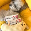 동국제약(주) | 강아지 치석관리, 왜 강아지치석치약이 필요한가? 동국제약 캐니덴트치약 사용 후기