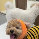 이웃집 멍 이미지