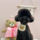 젤리그루밍 이미지