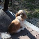 양주글램핑코리아애견캠핑장 이미지