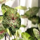 베고니아 이미지