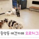 오르치그로치 이미지